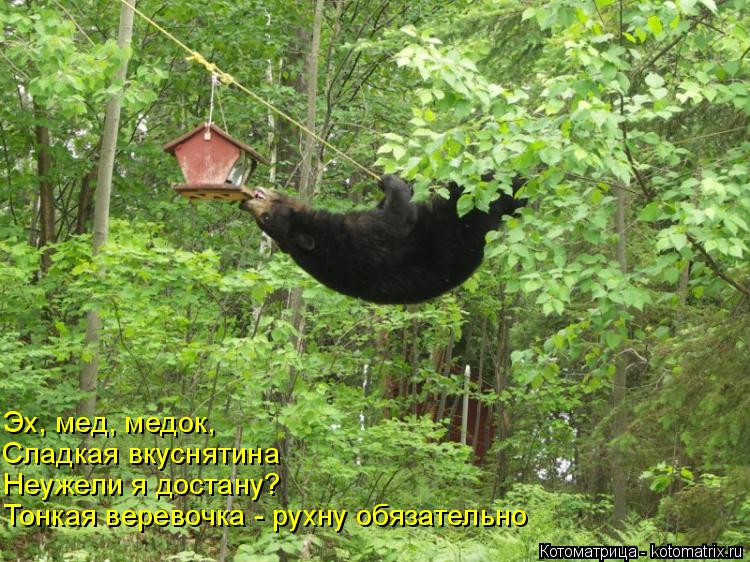 Котоматрица: Эх, мед, медок, Сладкая вкуснятина Неужели я достану? Тонкая веревочка - рухну обязательно