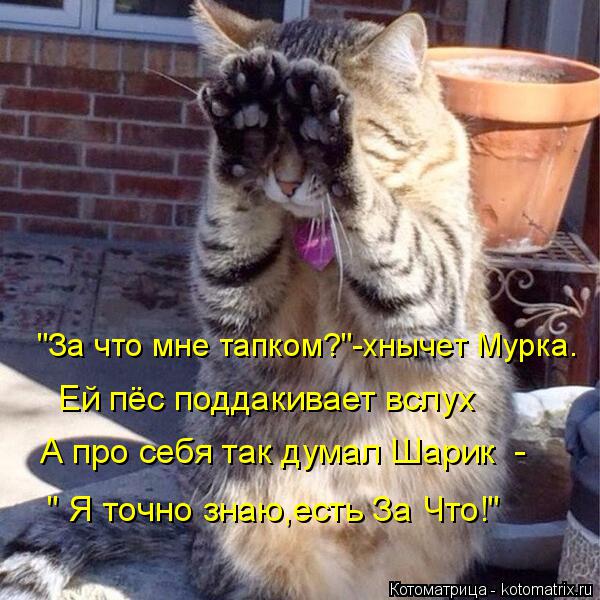 Котоматрица: "За что мне тапком?"-хнычет Мурка. Ей пёс поддакивает вслух А про себя так думал Шарик  - " Я точно знаю,есть За Что!"