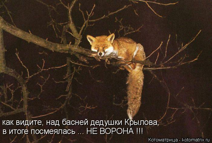 Котоматрица: в итоге посмеялась ... НЕ ВОРОНА !!! как видите, над басней дедушки Крылова,