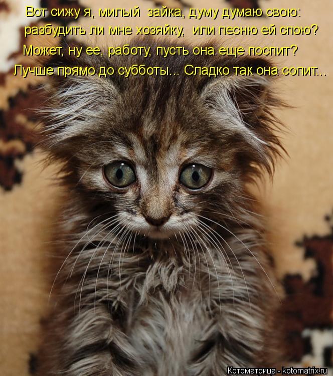 Котоматрица: разбудить ли мне хозяйку,  или песню ей спою? Может, ну ее, работу, пусть она еще поспит? Вот сижу я, милый  зайка, думу думаю свою: Лучше прямо д
