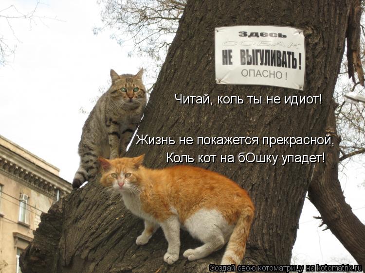 Котоматрица: Жизнь не покажется прекрасной,  Читай, коль ты не идиот! Коль кот на бОшку упадет!
