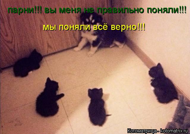 Котоматрица: мы поняли всё верно!!! парни!!! вы меня не правильно поняли!!!
