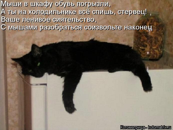 Котоматрица: Мыши в шкафу обувь погрызли, А ты на холодильнике всё спишь, стервец! Ваше ленивое сиятельство, С мышами разобраться соизвольте наконец