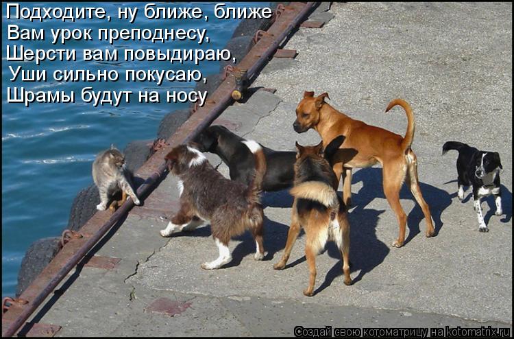 Котоматрица: Подходите, ну ближе, ближе Вам урок преподнесу,  Шерсти вам повыдираю, Уши сильно покусаю, Шрамы будут на носу