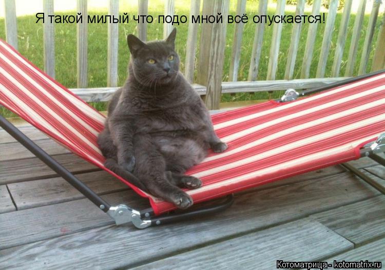 Котоматрица: Я такой милый что подо мной всё опускается!