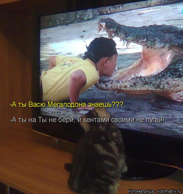 Котоматрица: -А ты Васю Мегалодона знаешь??? -А ты на Ты не бери, и кентами своими не пугай!