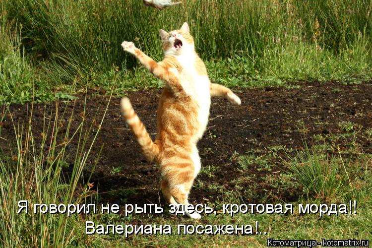 Котоматрица: Я говорил не рыть здесь, кротовая морда!!  Валериана посажена!..