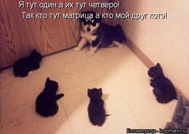Котоматрица: Я тут один а их тут четверо! Так кто тут матрица а кто мой друг котэ!