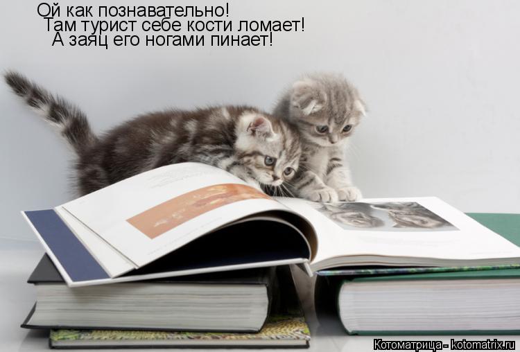 Котоматрица: Ой как познавательно! Там турист себе кости ломает! А заяц его ногами пинает!