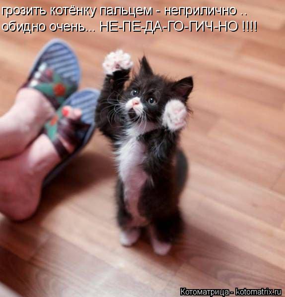 Котоматрица: грозить котёнку пальцем - неприлично .. обидно очень... НЕ-ПЕ-ДА-ГО-ГИЧ-НО !!!!