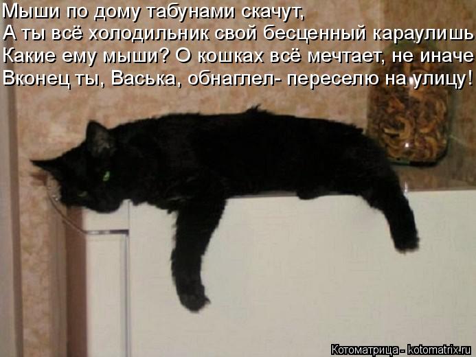 Котоматрица: Мыши по дому табунами скачут, А ты всё холодильник свой бесценный караулишь Какие ему мыши? О кошках всё мечтает, не иначе Вконец ты, Васька, 