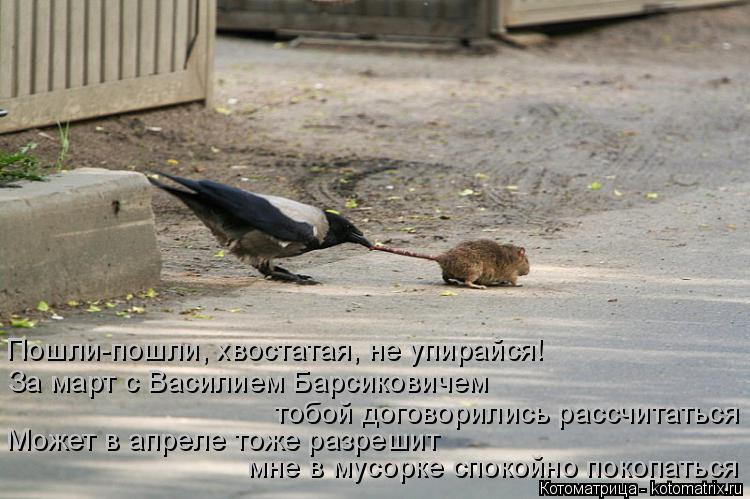 Котоматрица: Пошли-пошли, хвостатая, не упирайся! За март с Василием Барсиковичем  тобой договорились рассчитаться Может в апреле тоже разрешит мне в му