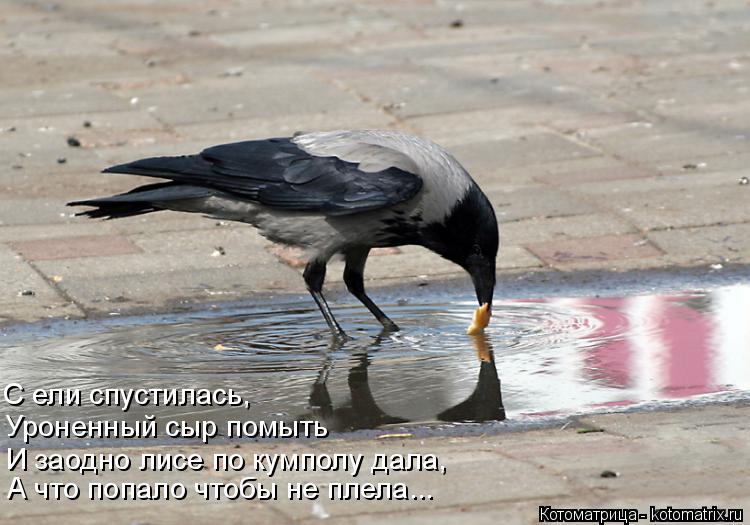 Котоматрица: С ели спустилась, Уроненный сыр помыть И заодно лисе по кумполу дала, А что попало чтобы не плела...