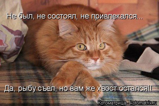 Котоматрица: Не был, не состоял, не привлекался... Да, рыбу съел, но вам же хвост остался!!