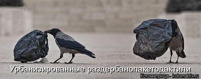 Котоматрица: Урбанизированные раздербанопакетодактили