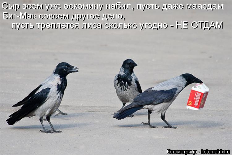 Котоматрица: Сыр всем уже оскомину набил, пусть даже маасдам Биг-Мак совсем другое дело, пусть треплется лиса сколько угодно - НЕ ОТДАМ