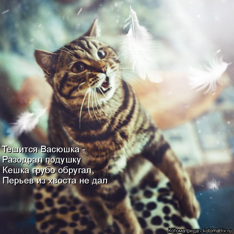 Котоматрица: Тешится Васюшка - Разодрал подушку Кешка грубо обругал, Перьев из хвоста не дал
