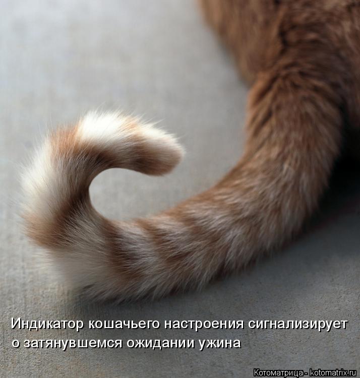 Котоматрица: Индикатор кошачьего настроения сигнализирует о затянувшемся ожидании ужина