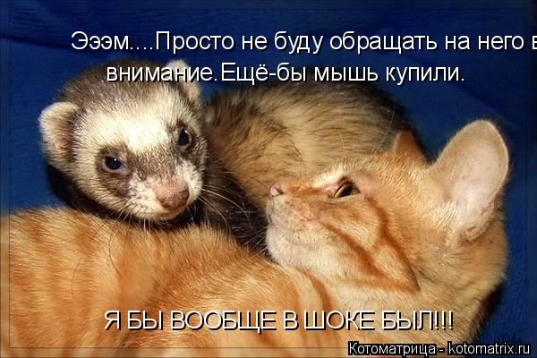 Котоматрица: Эээм....Просто не буду обращать на него внимание.Ещё-бы мышь купили внимание.Ещё-бы мышь купили. Я БЫ ВООБЩЕ В ШОКЕ БЫЛ!!!