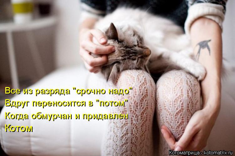 Котоматрица: Все из разряда "срочно надо" Вдруг переносится в "потом" Когда обмурчан и придавлен Котом