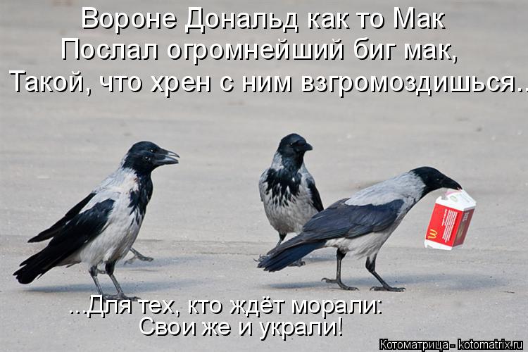 Котоматрица: Вороне Дональд как то Мак Послал огромнейший биг мак, Такой, что хрен с ним взгромоздишься... Свои же и украли! ...Для тех, кто ждёт морали: