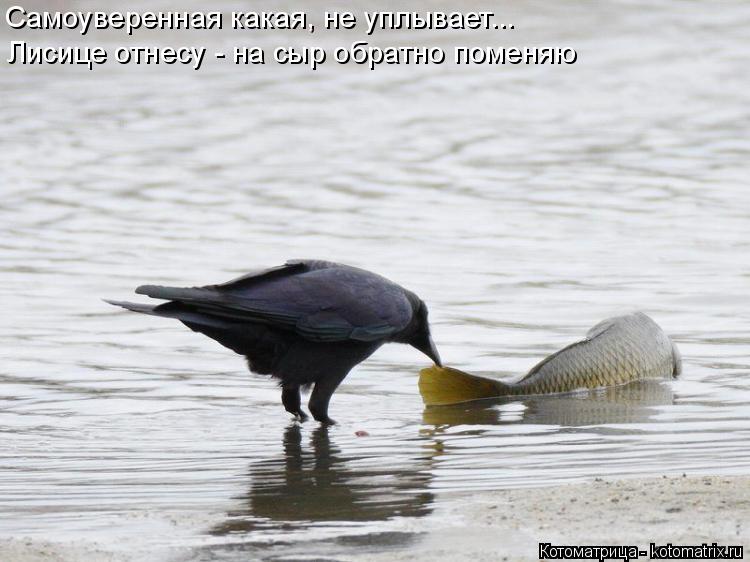 Котоматрица: Самоуверенная какая, не уплывает...  Лисице отнесу - на сыр обратно поменяю