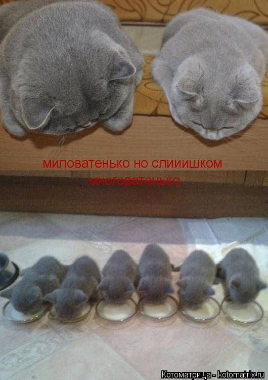 Котоматрица: миловатенько но слииишком  многоватенько