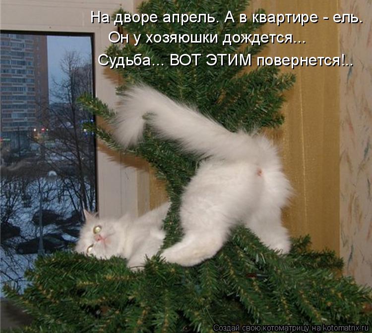 Котоматрица: На дворе апрель. А в квартире - ель. Он у хозяюшки дождется... Судьба... ВОТ ЭТИМ повернется!..