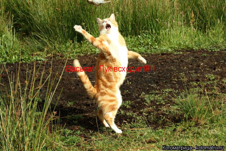 Котоматрица: Васька!! Лук всходит!!!!!