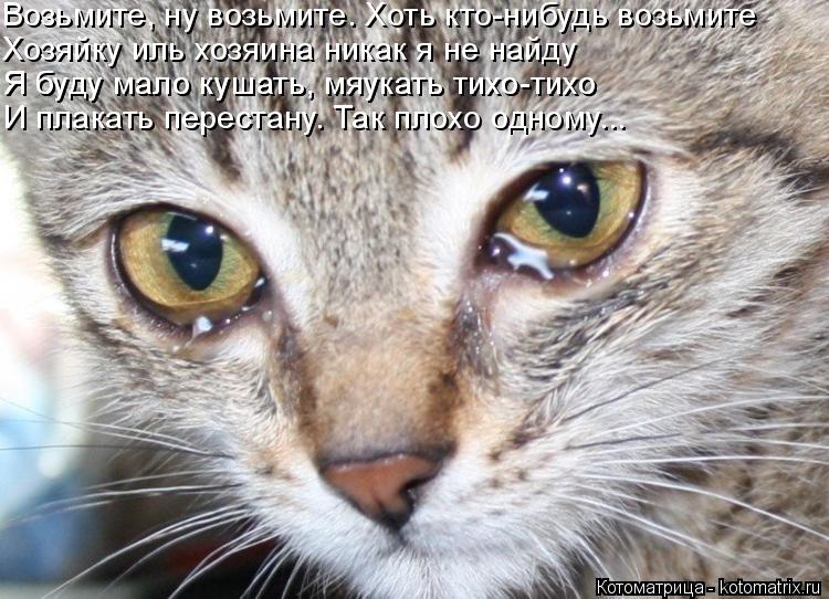 Котоматрица: Возьмите, ну возьмите. Хоть кто-нибудь возьмите Хозяйку иль хозяина никак я не найду  Я буду мало кушать, мяукать тихо-тихо Я буду мало кушат