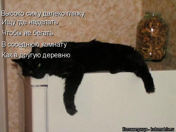 Котоматрица: Ищу где наделать Чтобы не бегать В соседнюю комнату Высоко сижу далеко гляжу Как в другую деревню