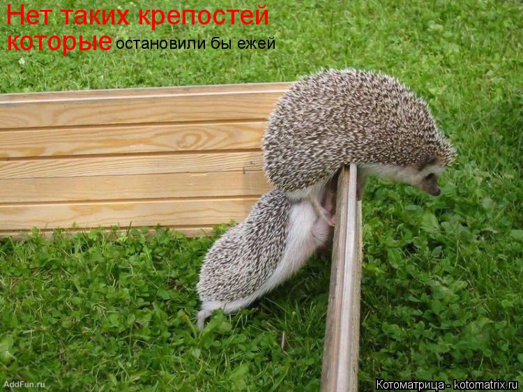 Котоматрица: Нет таких крепостей  которые остановили бы ежей