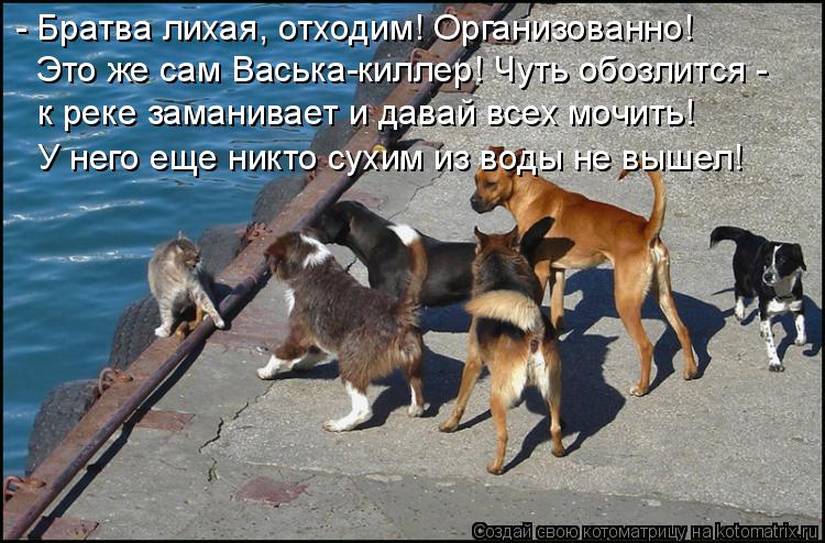 Котоматрица: - Братва лихая, отходим! Организованно!  Это же сам Васька-киллер! Чуть обозлится -  к реке заманивает и давай всех мочить! У него еще никто сух