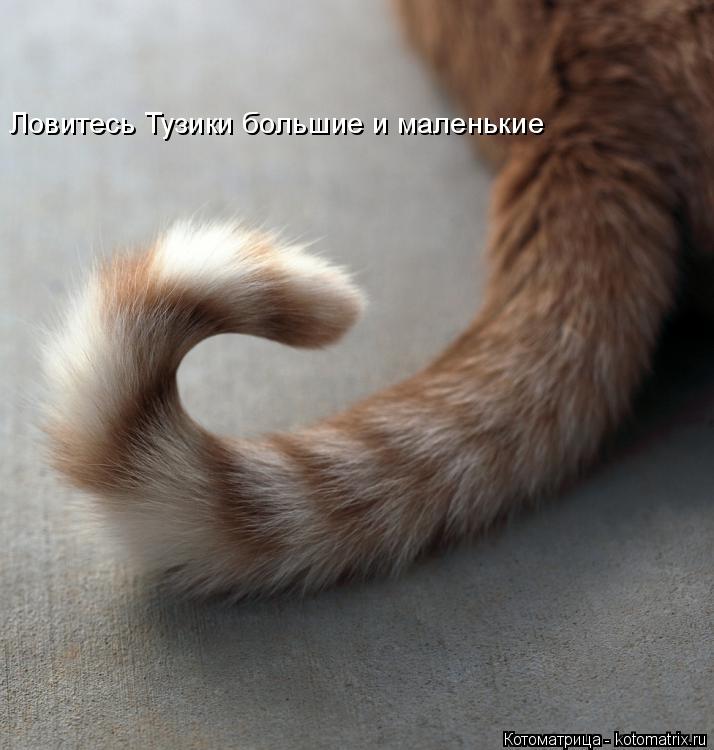 Котоматрица: Ловитесь Тузики большие и маленькие
