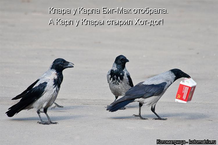 Котоматрица: Клара у Карла Биг-Мак отобрала. А Карл у Клары стырил Хот-дог!