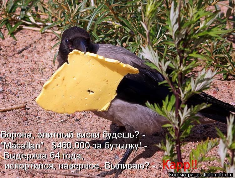 Котоматрица: "Macallan",  $460.000 за бутылку! - Ворона, элитный виски будешь? - Выдержка 64 года,  испортился, наверное. Выливаю? - Карр!!