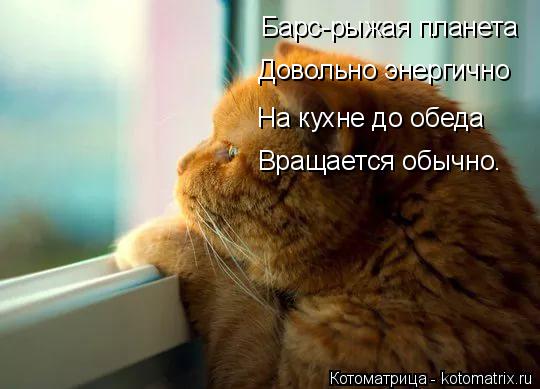 Котоматрица: Барс-рыжая планета Довольно энергично На кухне до обеда Вращается обычно.