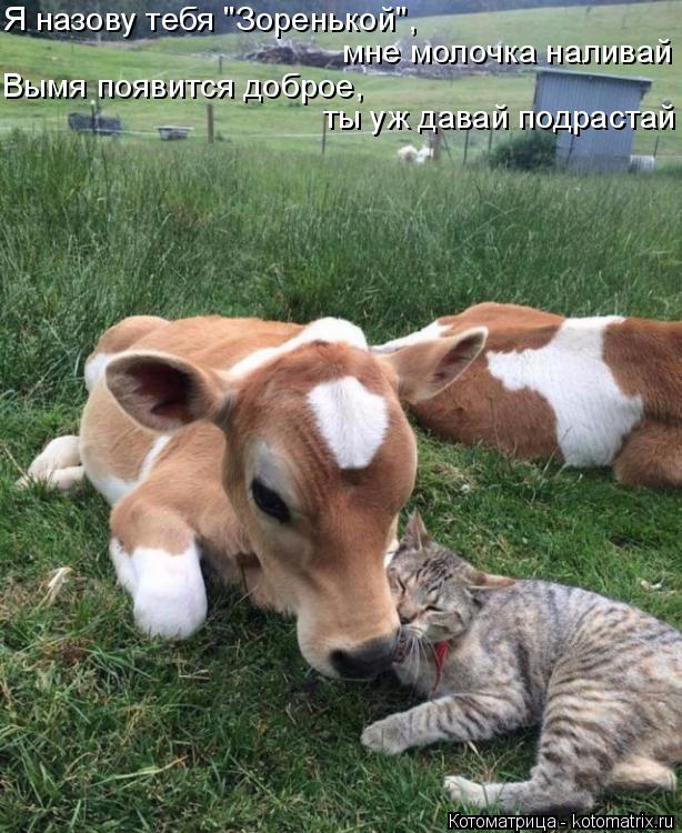 Котоматрица: Я назову тебя "Зоренькой", мне молочка наливай Вымя появится доброе,  ты уж давай подрастай