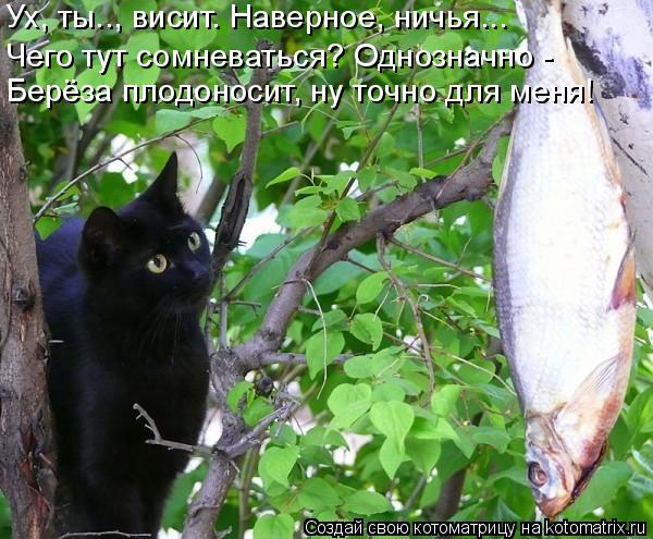Котоматрица: Ух, ты.., висит. Наверное, ничья...   Чего тут сомневаться? Однозначно - Берёза плодоносит, ну точно для меня!