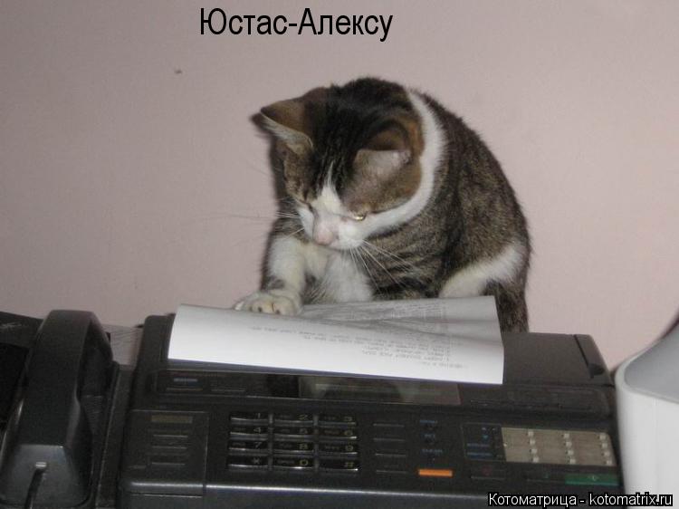 Котоматрица: Юстас-Алексу