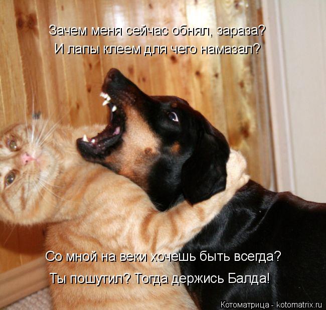 Котоматрица: Со мной на веки хочешь быть всегда? И лапы клеем для чего намазал? Зачем меня сейчас обнял, зараза? Ты пошутил? Тогда держись Балда!