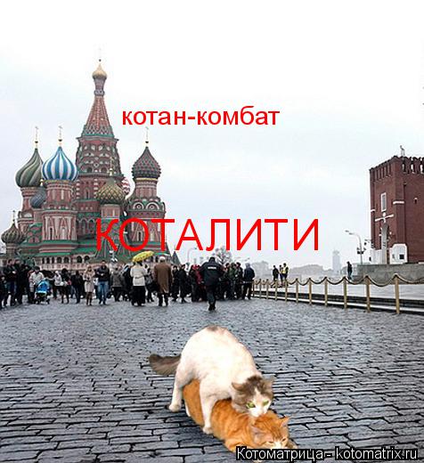 Котоматрица: КОТАЛИТИ котан-комбат