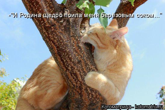 Котоматрица: -"И Родина щедро поила меня берёзовым соком..."
