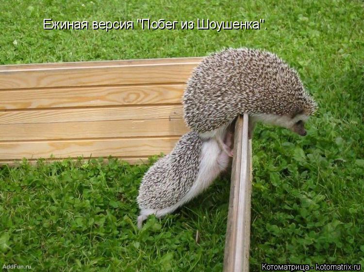 Котоматрица: Ежиная версия "Побег из Шоушенка".