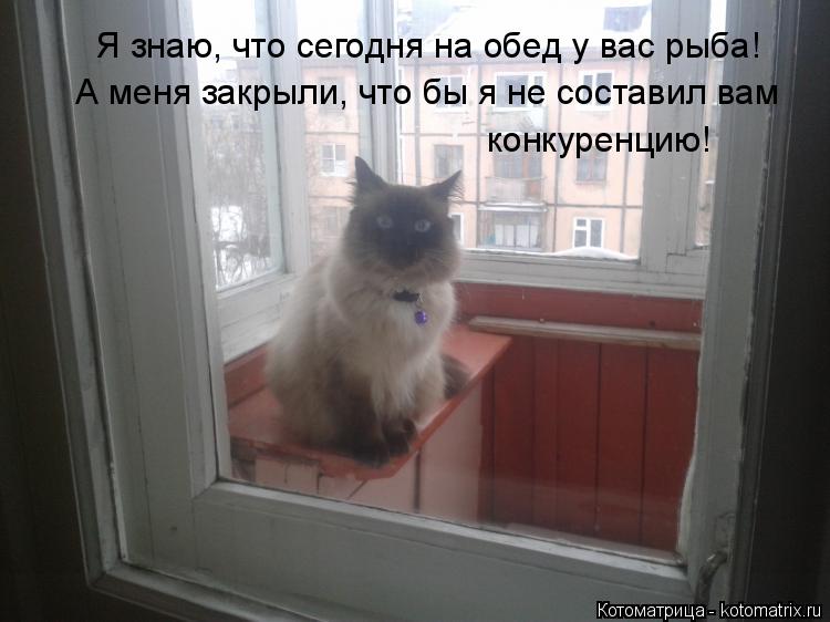 Котоматрица: Я знаю, что сегодня на обед у вас рыба!  А меня закрыли, что бы я не составил вам конкуренцию!