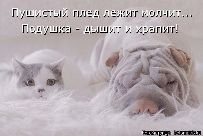 Котоматрица: Пушистый плед лежит молчит... Подушка - дышит и храпит!