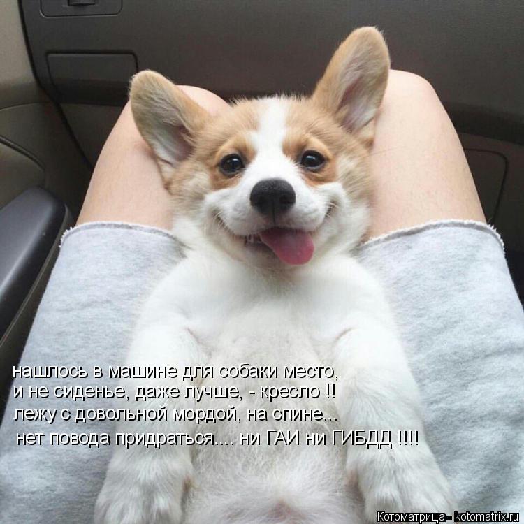 Котоматрица: нашлось в машине для собаки место, и не сиденье, даже лучше, - кресло !! лежу с довольной мордой, на спине... нет повода придраться.... ни ГАИ ни Г