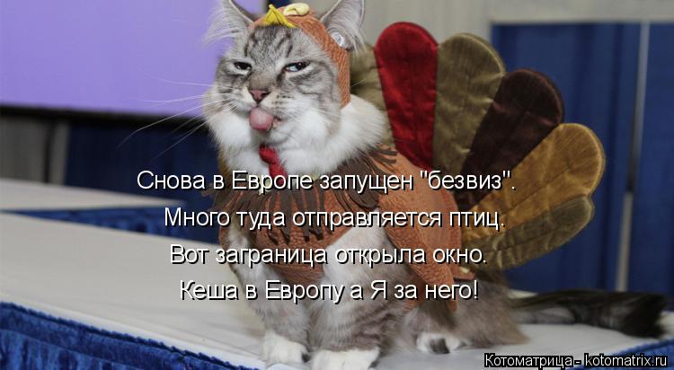 Котоматрица: Вот заграница открыла окно. Снова в Европе запущен "безвиз". Кеша в Европу а Я за него!  Много туда отправляется птиц.