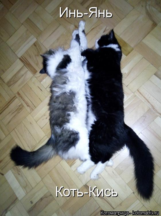 Котоматрица: Коть-Кись Инь-Янь