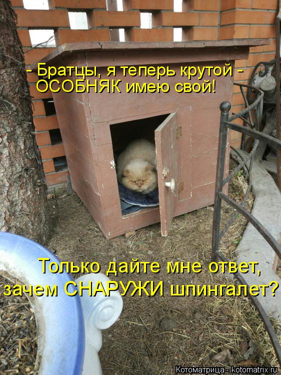 Котоматрица: - Братцы, я теперь крутой - ОСОБНЯК имею свой! Только дайте мне ответ, зачем СНАРУЖИ шпингалет?